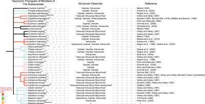 Reviewing ecological implications of mycorrhizal fungal interactions in the Brassicaceae